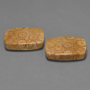 Gemme di Corallo fossile Multicolore naturale da  ct, Taglio a cuscino, Opaco