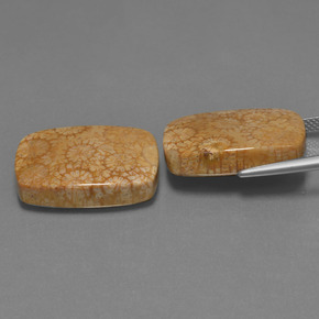 Gemme di Corallo fossile Multicolore naturale da  ct, Taglio a cuscino, Opaco