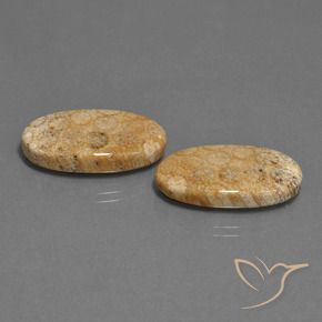 Gemme di Corallo fossile Multicolore naturale da 24.86 ct, Ovale, Opaco