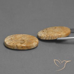 Gemme di Corallo fossile Multicolore naturale da 24.86 ct, Ovale, Opaco