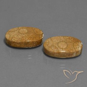 Gemme di Corallo fossile Multicolore naturale da 24.46 ct, Ovale, Opaco