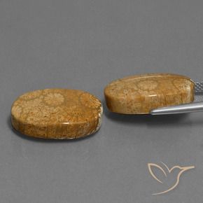 Gemme di Corallo fossile Multicolore naturale da 24.46 ct, Ovale, Opaco