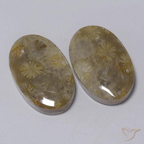 34.30ctw Naturale Multicolore Corallo fossile, Ovale, Opaco