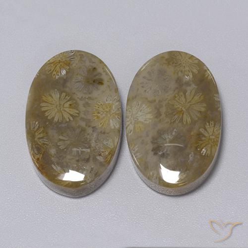 Gemme di Corallo fossile Multicolore naturale da 34.30 ct, Ovale, Opaco