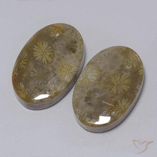 Gemme di Corallo fossile Multicolore naturale da 34.30 ct, Ovale, Opaco