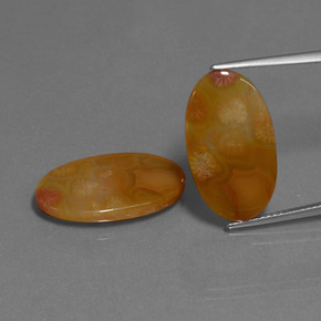 Gemme di Corallo fossile Multicolore naturale da  ct, Taglio ovale, Traslucido