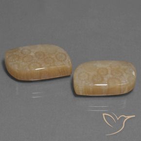 Gemme di Corallo fossile Multicolore naturale da 34.06 ct, Taglio a fantasia, Opaco
