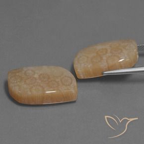 Gemme di Corallo fossile Multicolore naturale da 34.06 ct, Taglio a fantasia, Opaco
