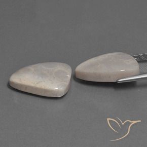 Gemme di Corallo fossile Multicolore naturale da 23.12 ct, Taglio trillion, Opaco