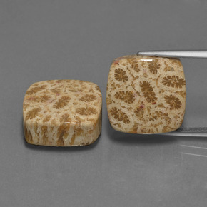 Gemme di Corallo fossile Multicolore naturale da  ct, Taglio a cuscino, Opaco