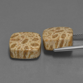 Gemme di Corallo fossile Multicolore naturale da  ct, Taglio a cuscino, Opaco