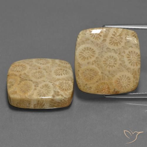 27.10ctw Naturale Multicolore Corallo fossile, Cuscino, Opaco