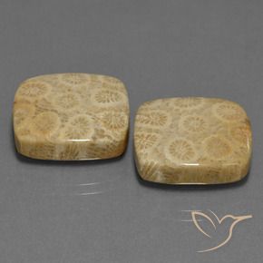 Gemme di Corallo fossile Multicolore naturale da 27.10 ct, Cuscino, Opaco