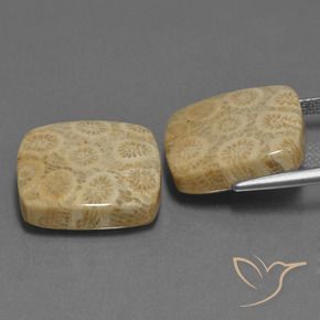 Gemme di Corallo fossile Multicolore naturale da 27.10 ct, Cuscino, Opaco