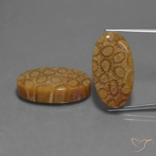 37.37ctw Naturale Multicolore Corallo fossile, Ovale, Opaco