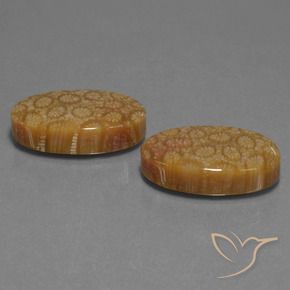 Gemme di Corallo fossile Multicolore naturale da 37.37 ct, Ovale, Opaco