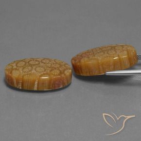 Gemme di Corallo fossile Multicolore naturale da 37.37 ct, Ovale, Opaco