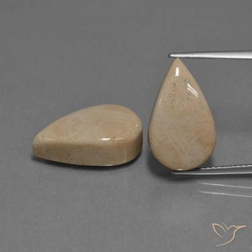 17.01ctw Naturale Multicolore Corallo fossile, Forma a pera, Opaco