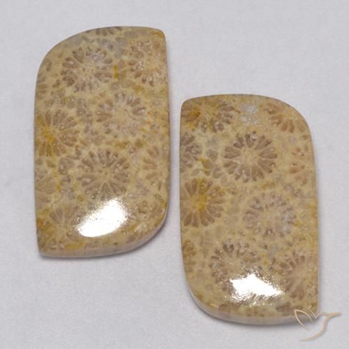 23.77ctw Naturale Multicolore Corallo fossile, Taglio a fantasia, Opaco