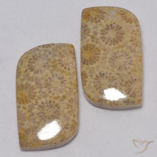 Gemme di Corallo fossile Multicolore naturale da 23.77 ct, Taglio a fantasia, Opaco