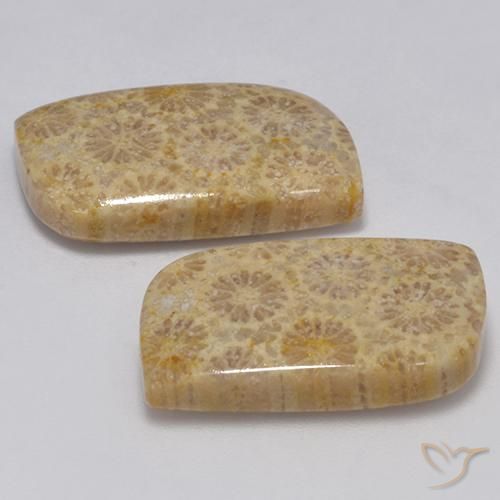 Gemme di Corallo fossile Multicolore naturale da 23.77 ct, Taglio a fantasia, Opaco