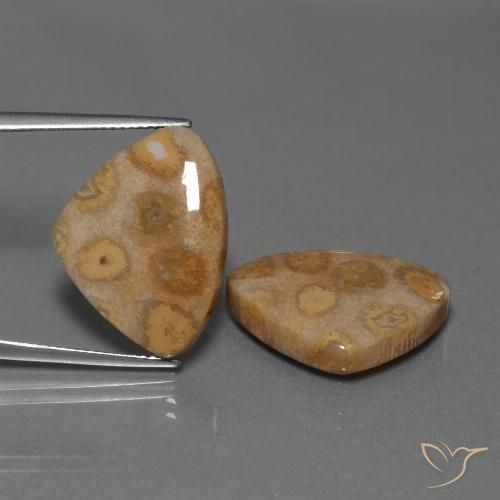 25.57ctw Naturale Multicolore Corallo fossile, Taglio trillion, Opaco