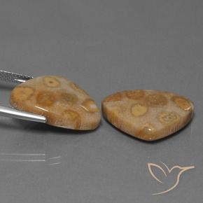 Gemme di Corallo fossile Multicolore naturale da 25.57 ct, Taglio trillion, Opaco