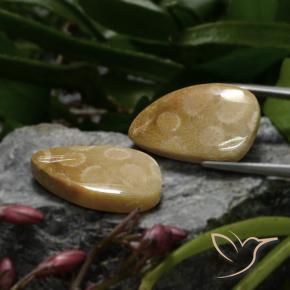Gemme di Corallo fossile Multicolore naturale da 23.04 ct, Taglio a fantasia, Opaco