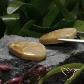 Gemme di Corallo fossile Multicolore naturale da 23.04 ct, Taglio a fantasia, Opaco