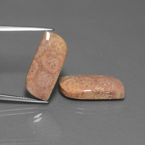 Gemme di Corallo fossile Multicolore naturale da  ct, Forma fantasia, Opaco