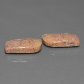 Gemme di Corallo fossile Multicolore naturale da  ct, Forma fantasia, Opaco