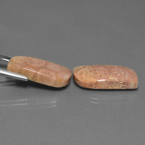 Gemme di Corallo fossile Multicolore naturale da  ct, Forma fantasia, Opaco