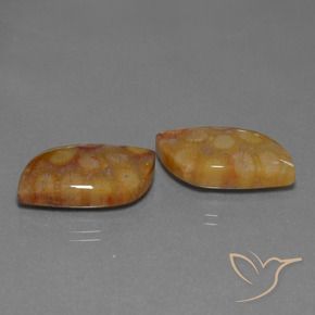 Gemme di Corallo fossile Multicolore naturale da 24.93 ct, Taglio a fantasia, Opaco