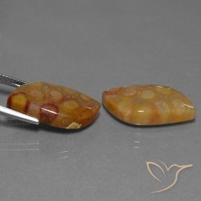 Gemme di Corallo fossile Multicolore naturale da 24.93 ct, Taglio a fantasia, Opaco