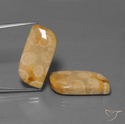 28.64ctw Naturale Multicolore Corallo fossile, Taglio a fantasia, Opaco
