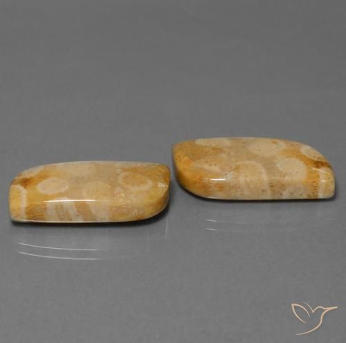 Gemme di Corallo fossile Multicolore naturale da 28.64 ct, Taglio a fantasia, Opaco