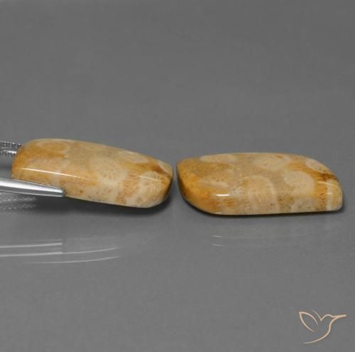 Gemme di Corallo fossile Multicolore naturale da 28.64 ct, Taglio a fantasia, Opaco