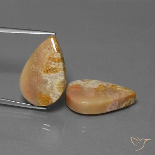 27.92ctw Naturale Multicolore Corallo fossile, Forma a pera, Opaco
