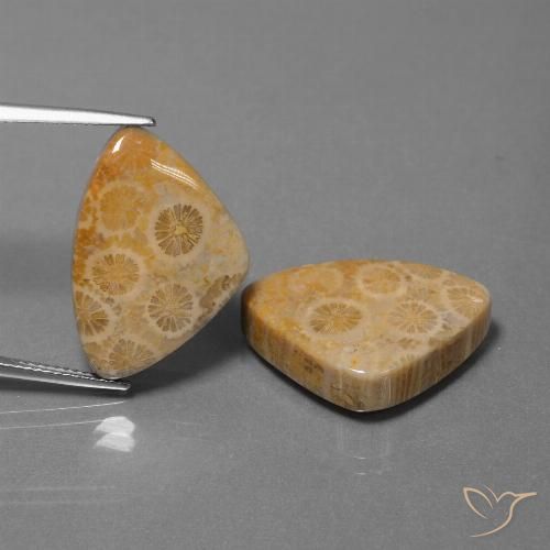 31.57ctw Naturale Multicolore Corallo fossile, Taglio trillion, Opaco