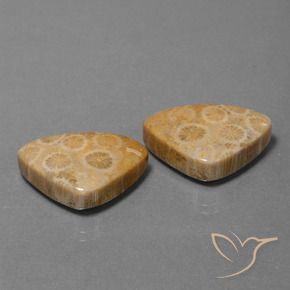 Gemme di Corallo fossile Multicolore naturale da 31.57 ct, Taglio trillion, Opaco
