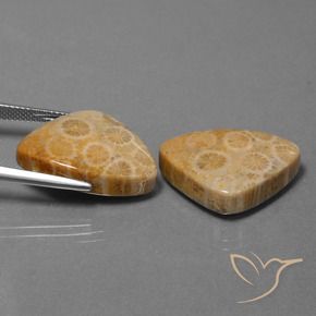 Gemme di Corallo fossile Multicolore naturale da 31.57 ct, Taglio trillion, Opaco