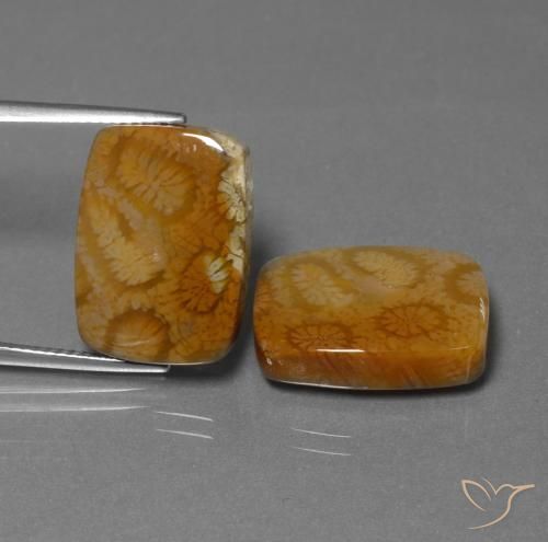 22.85ctw Naturale Multicolore Corallo fossile, Cuscino, Opaco