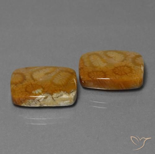 Gemme di Corallo fossile Multicolore naturale da 22.85 ct, Cuscino, Opaco