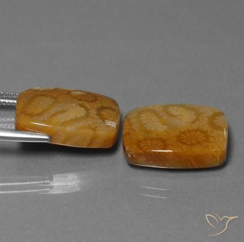 Gemme di Corallo fossile Multicolore naturale da 22.85 ct, Cuscino, Opaco