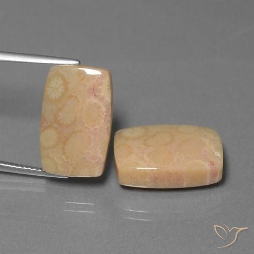 24.97ctw Naturale Multicolore Corallo fossile, Cuscino, Opaco