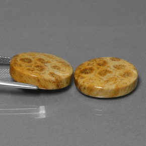 Gemme di corallo fossile multicolore naturale da  ct, taglio ovale, opaco