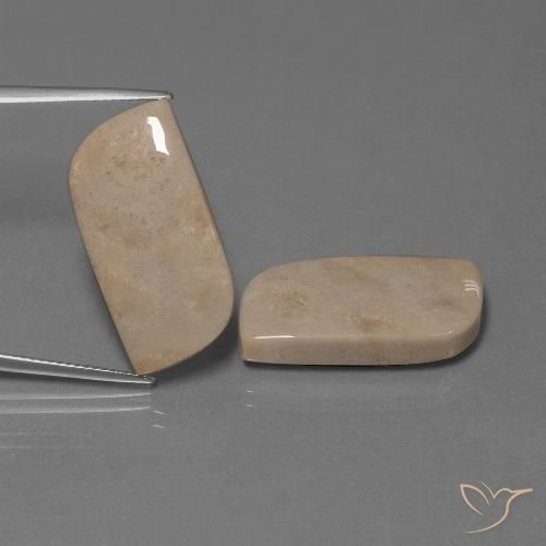 28.39ctw Naturale Multicolore Corallo fossile, Taglio a fantasia, Opaco