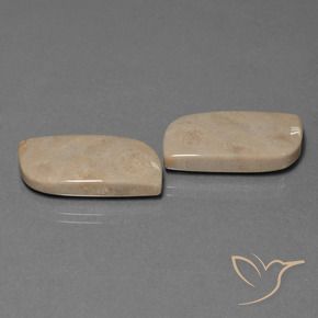 Gemme di Corallo fossile Multicolore naturale da 28.39 ct, Taglio a fantasia, Opaco