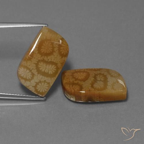 22.52ctw Naturale Multicolore Corallo fossile, Taglio a fantasia, Opaco