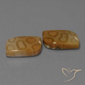 Gemme di Corallo fossile Multicolore naturale da 22.52 ct, Taglio a fantasia, Opaco